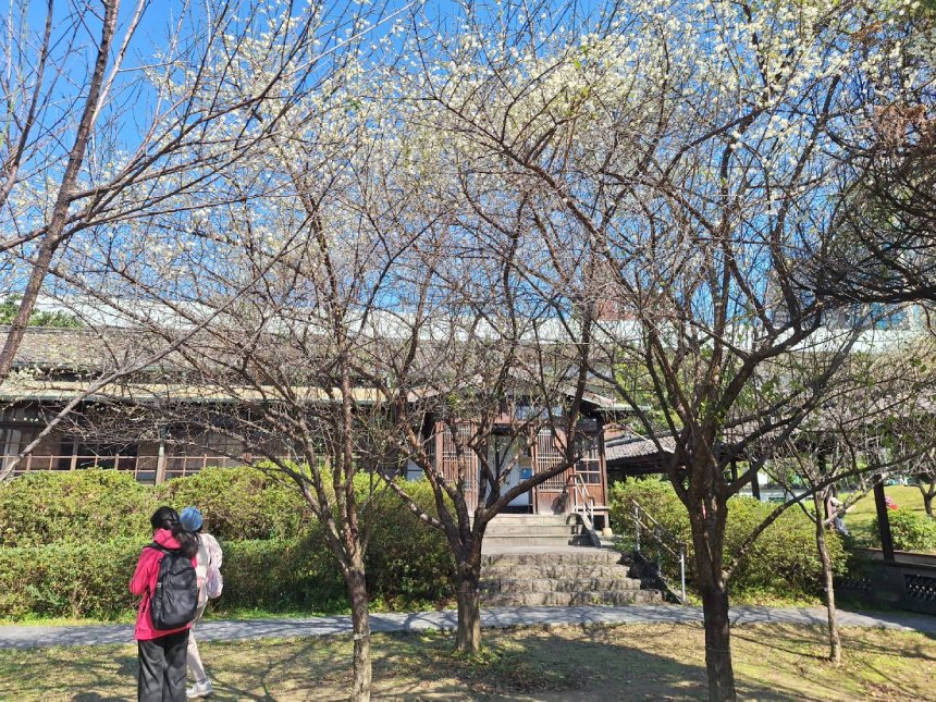 賞梅時節  逸仙、奇岩公園梅花喜報春...