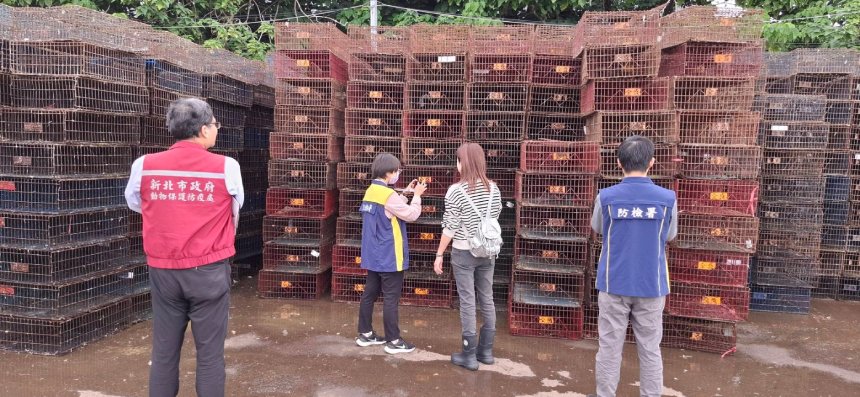 寒冬禽流感威脅升溫  新北動保處突擊查核圍網...