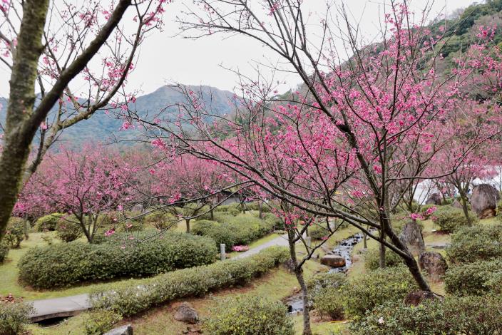 櫻花綻放山城  陽明山花季2/5揭幕...