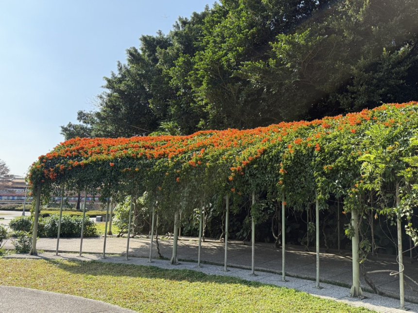 賞花收獲吉祥好運  炮仗花點燃歡慶氛圍...