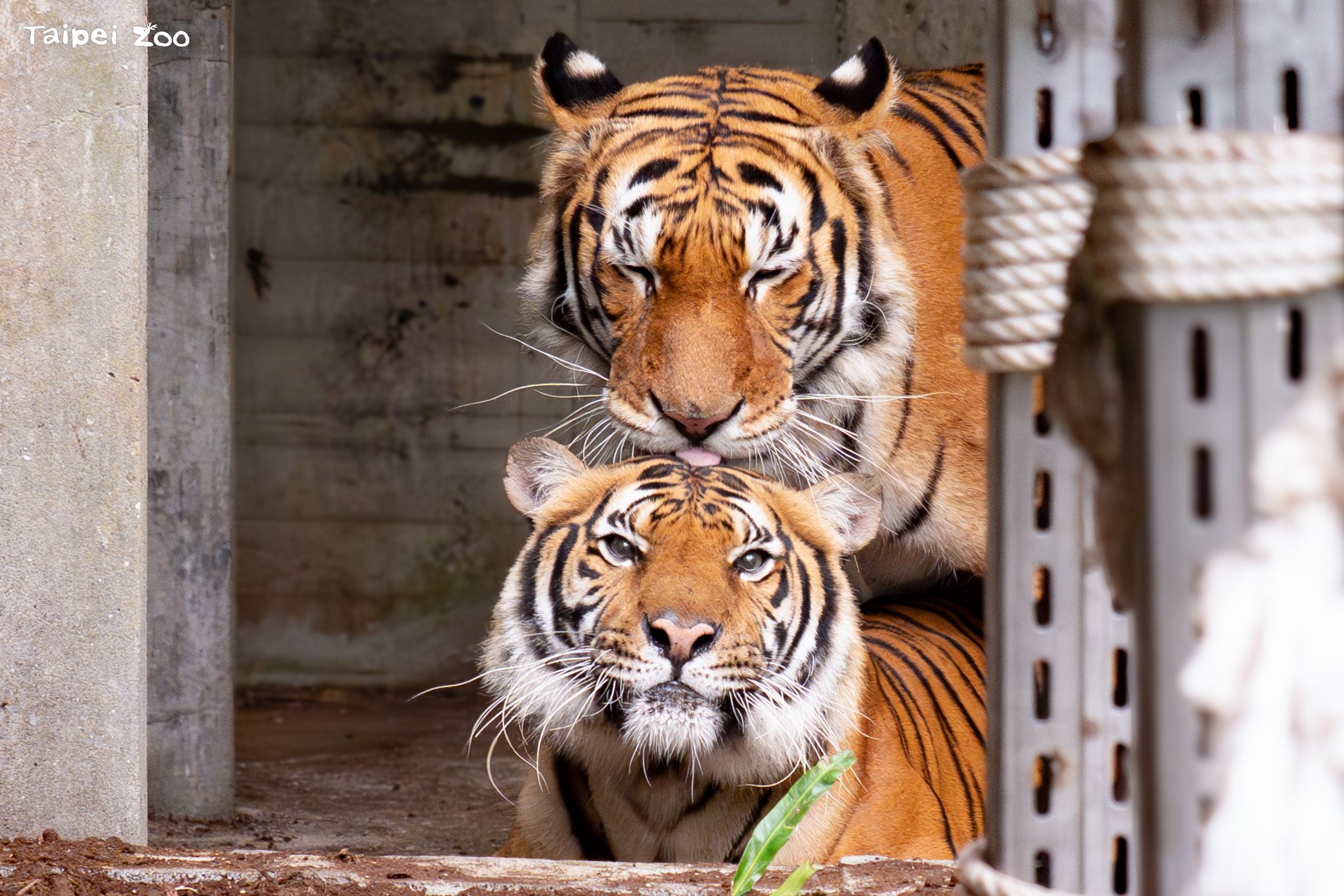期間限定的溫柔  臺北市立動物園馬來虎配對努力中...