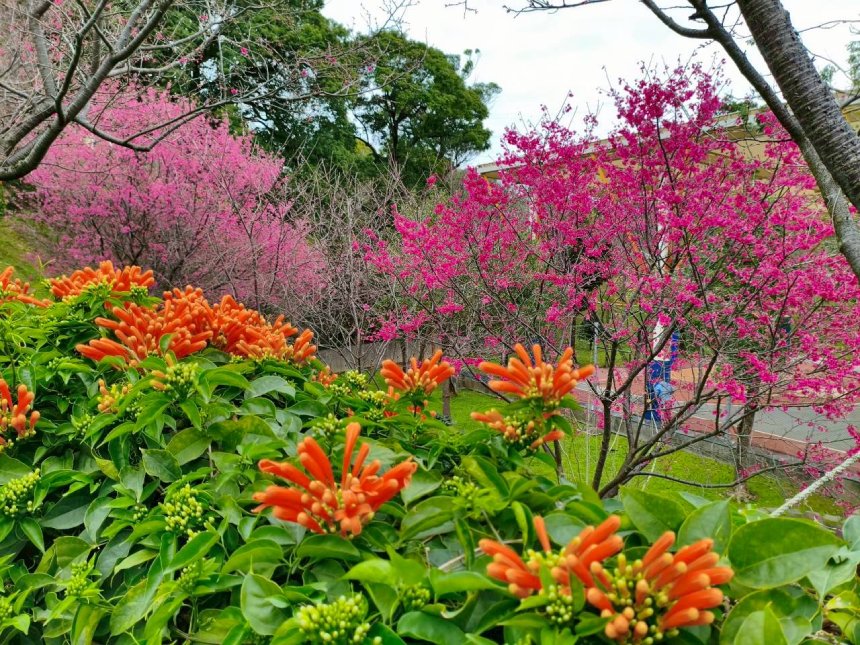 永吉公園山櫻心花開  炮仗花接力綻放...
