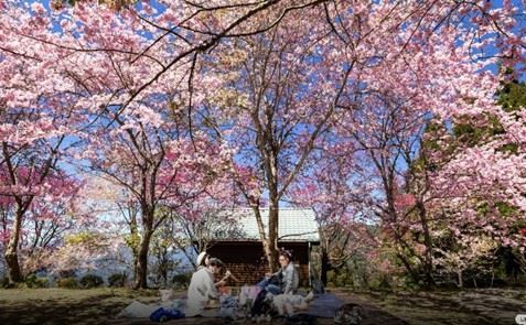 桃園市115年春節熱門景點出爐  遊客最愛商圈購物吃美食...
