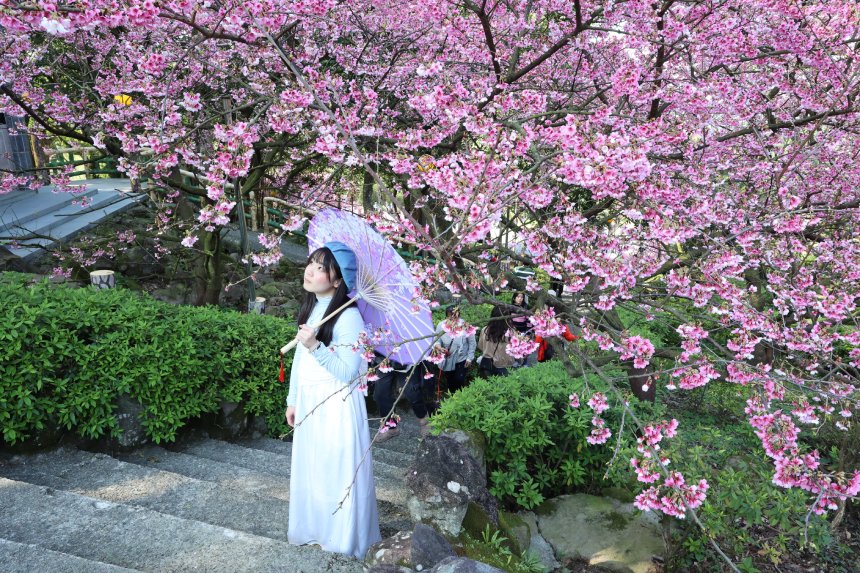 全台超美木蓮花海與粉櫻步道  新北春季必衝秘境一日遊...