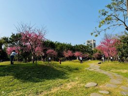 粉紅花海浪漫登場  大安森林公園雙櫻爭豔...