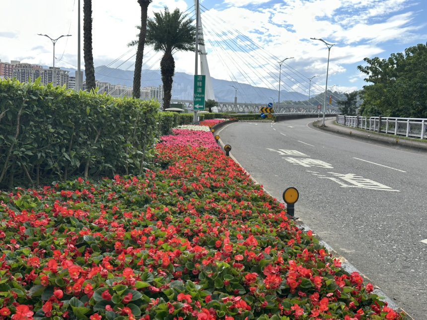 四季秋海棠點綴新北市道路  感受百花綻放喜迎春...