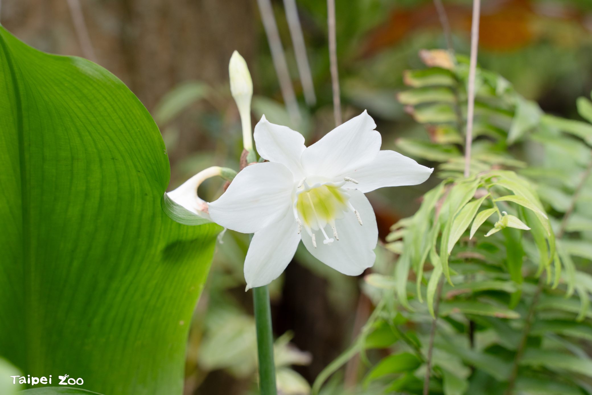 世界野生動植物日 園區植物尋「馬」去...