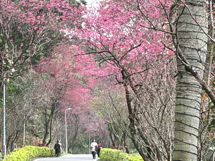 漫步淡水三芝粉色花海  走讀農再社區品嚐在地好物...