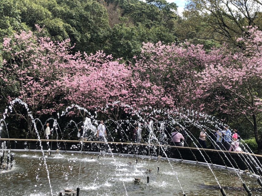 別等到花兒都謝了  陽明山花季即將倒數計時...