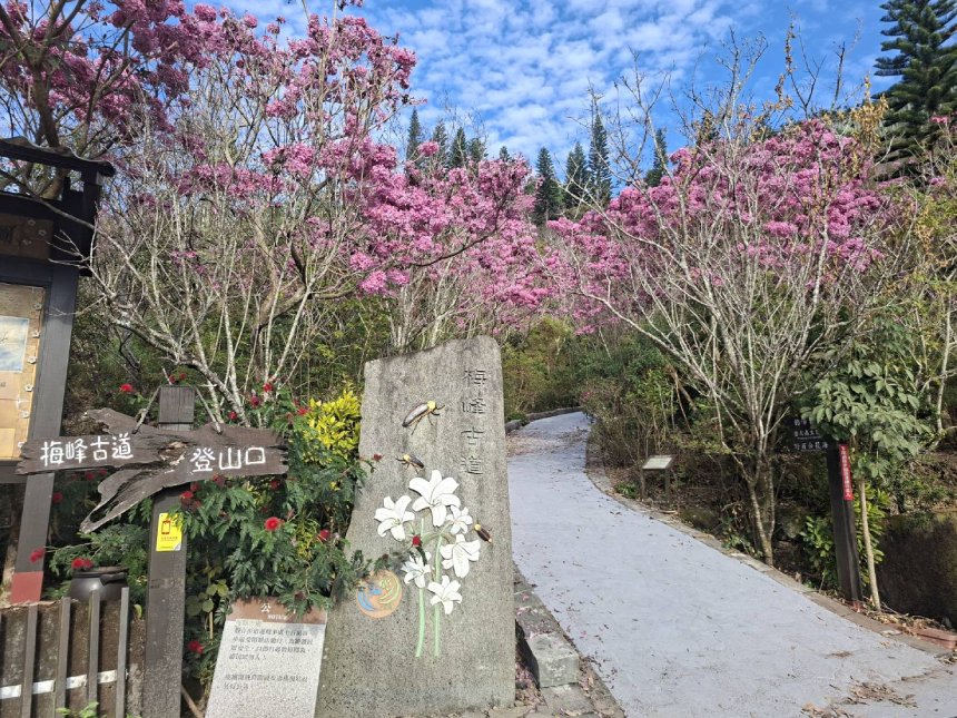 梅嶺梅峰古道紫牡丹盛開  邀民眾春遊楠西登山賞花...
