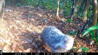 南港公園出現神祕住客  野生動物給您意外驚喜...