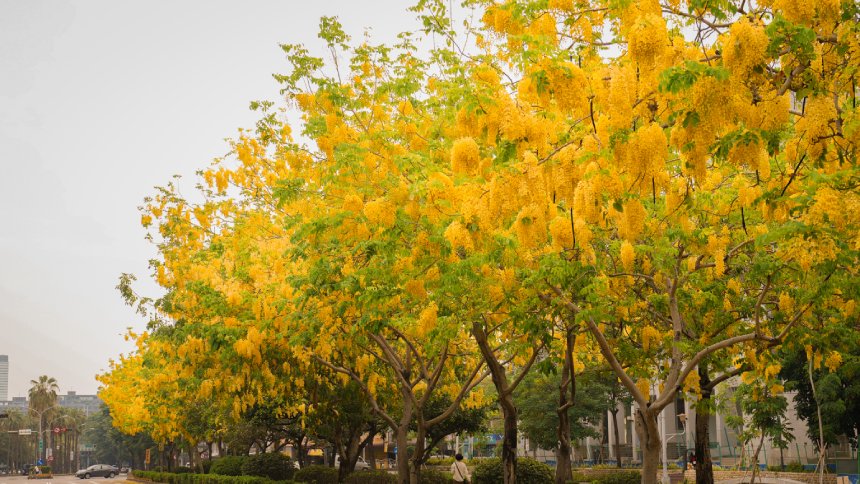 網羅85處浪漫景點  「台中賞花地圖」上線...