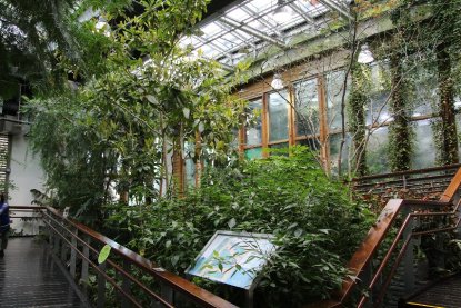 本尊長這樣  典藏植物園秀國寶級造林樹種...