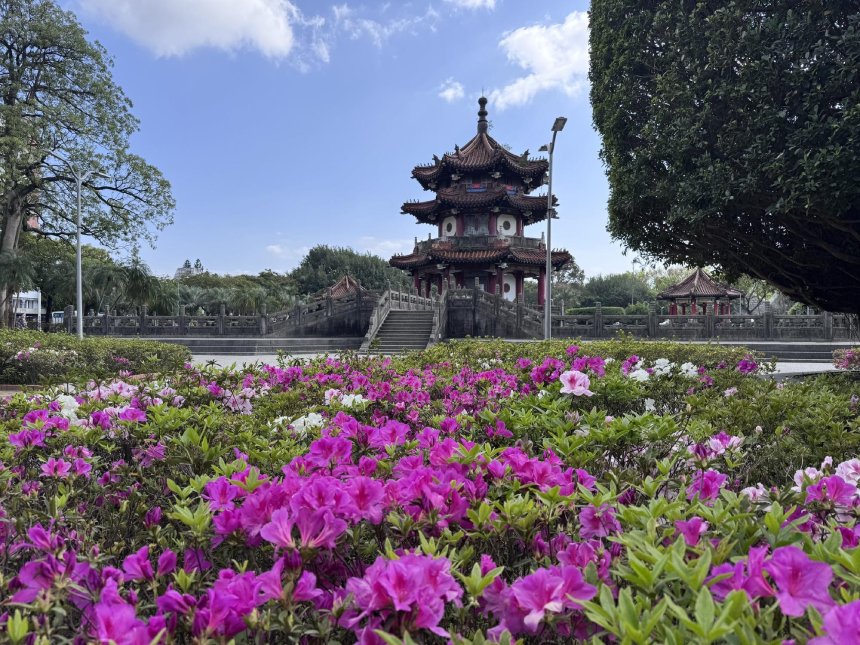 台北杜鵑花最美花期來囉  賞花全攻略報您知...
