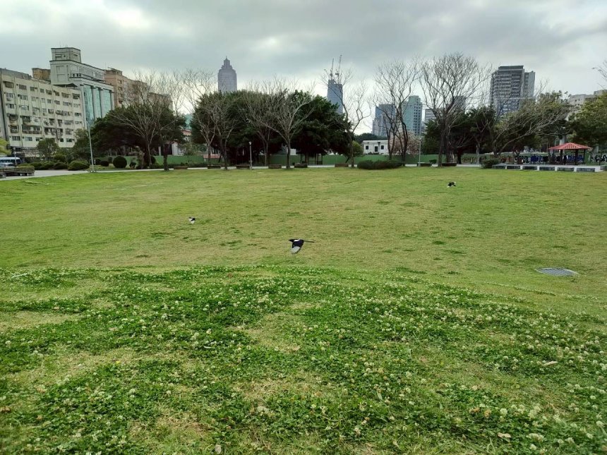 野花鬧春天  北市街道公園限定小人國花景...