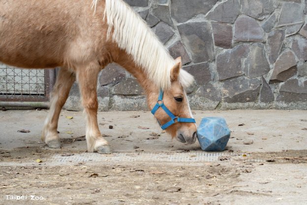 兒童節遊北市立動物園  探索動物行為豐富化設施...