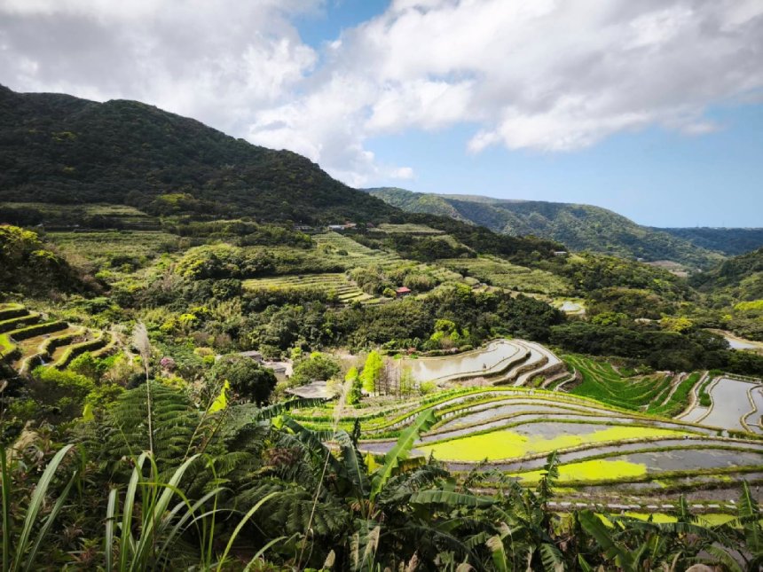 百年梯田化身鳶尾花海  新北青農推兒童節連假食農體驗...