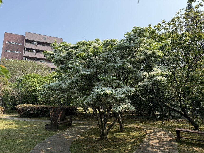 流蘇花開如雪景  北市公園爆發4月賞景點...