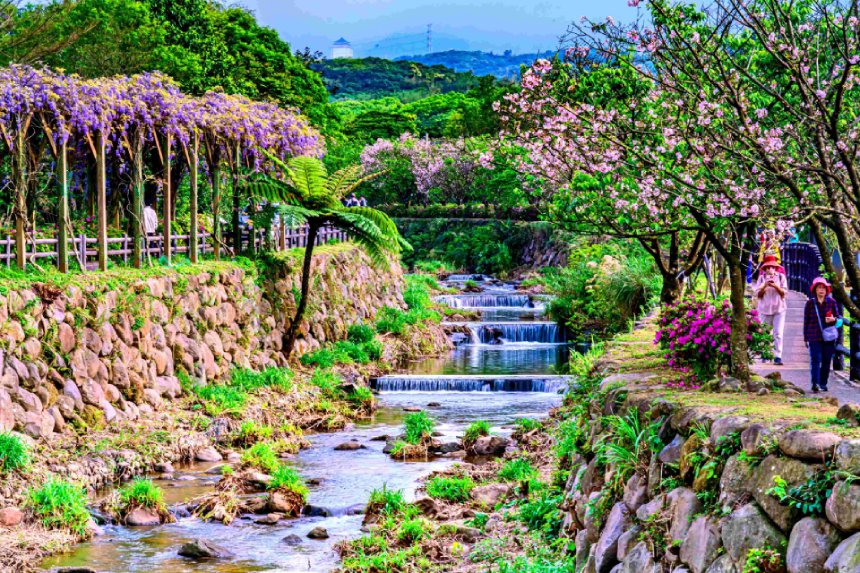 淡水三芝紫藤接力綻放  漫遊北海岸感受農村好滋味...