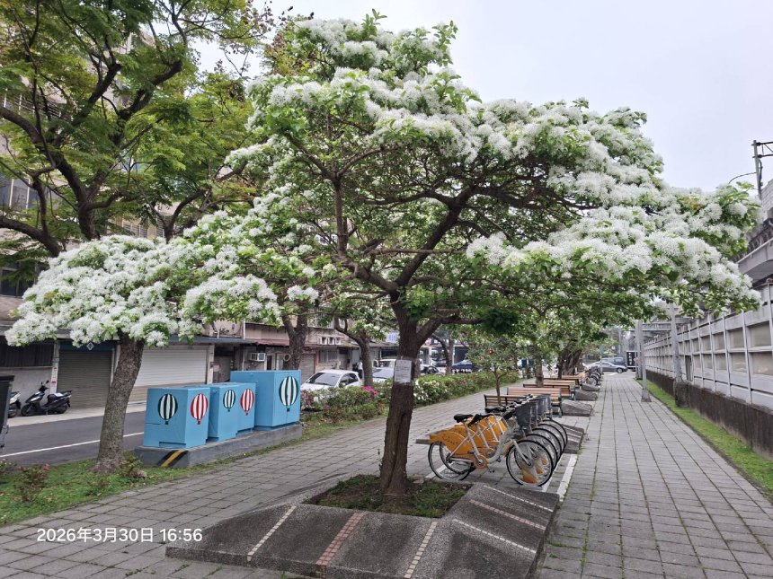 席地野餐賞花趣  內湖風吹雪秘境特報...