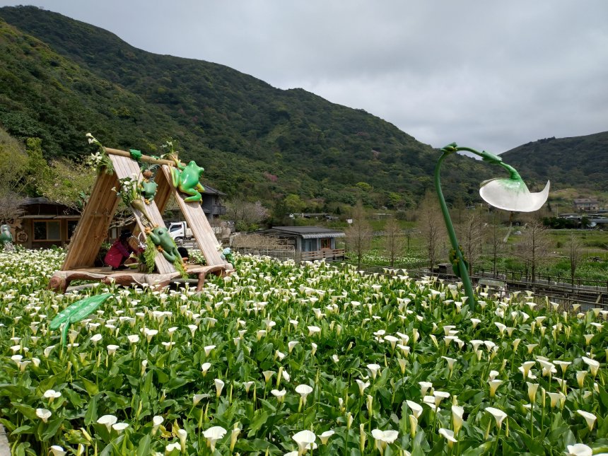 把握最後二週海芋盛開花期  相遇純潔浪漫美景...