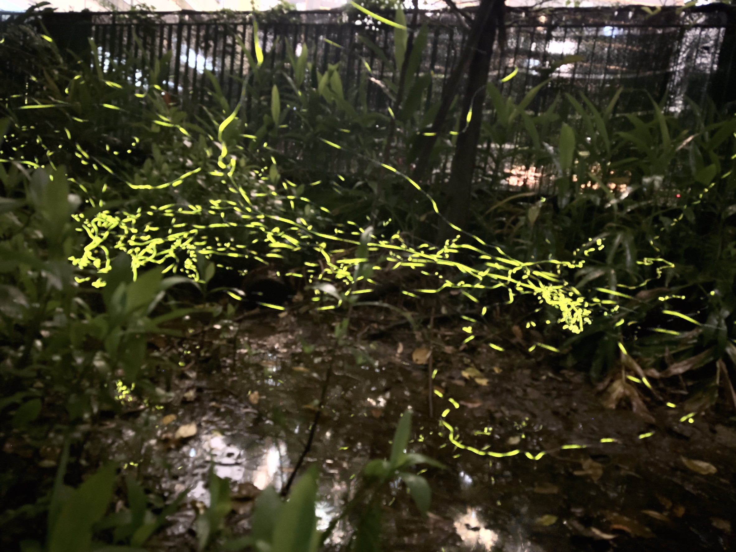 賞螢趣   夜探馬明潭親子螢光小旅行...