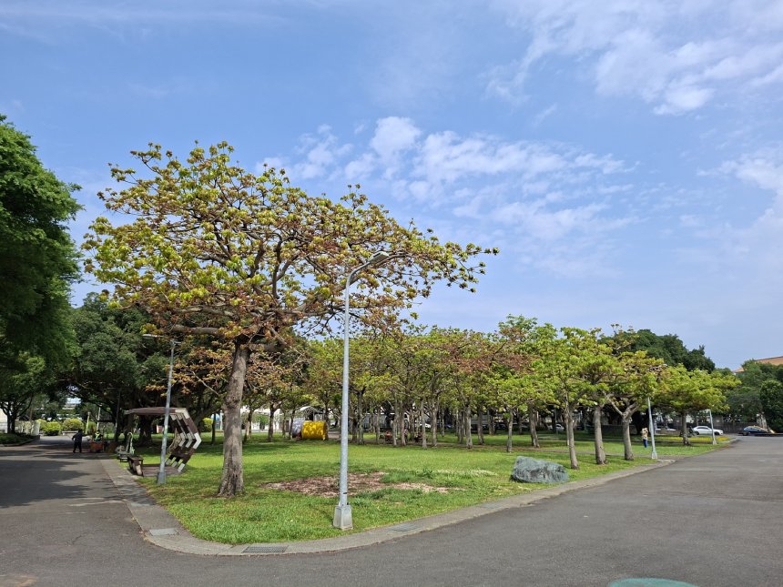 25公尺綠巨人  掌葉蘋婆化身新生公園大遮陽傘...