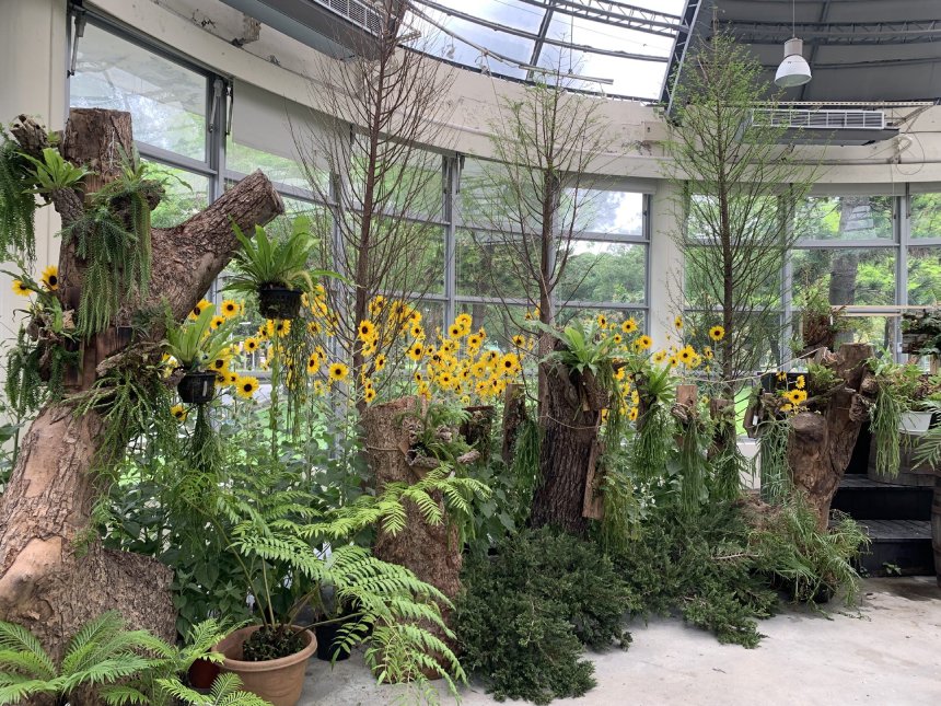 青年公園推台灣蕨類特展  藍蟻蕨異星外型吸睛...