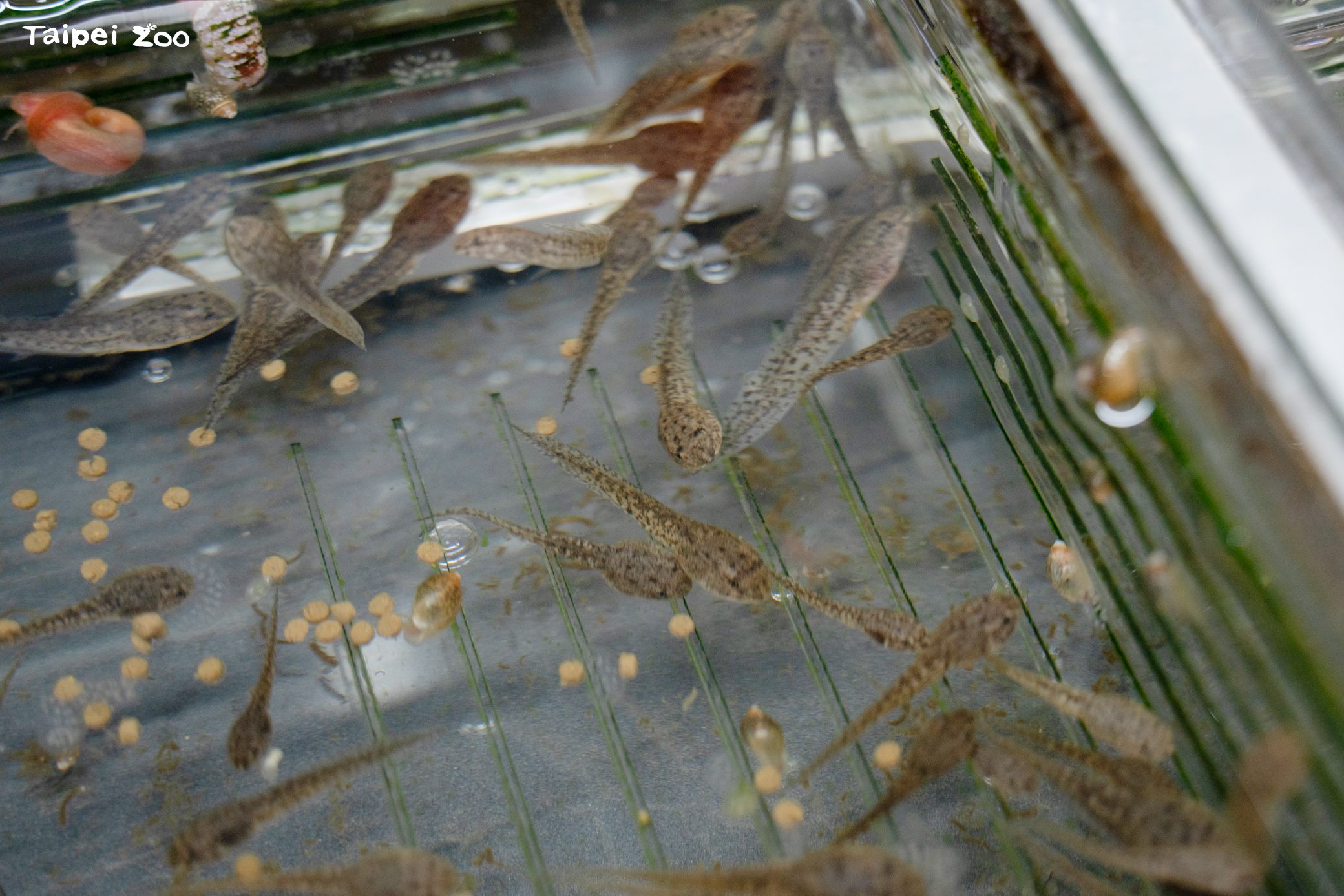 動物園打造魚池琴蛙產房 建立域外保育族群...