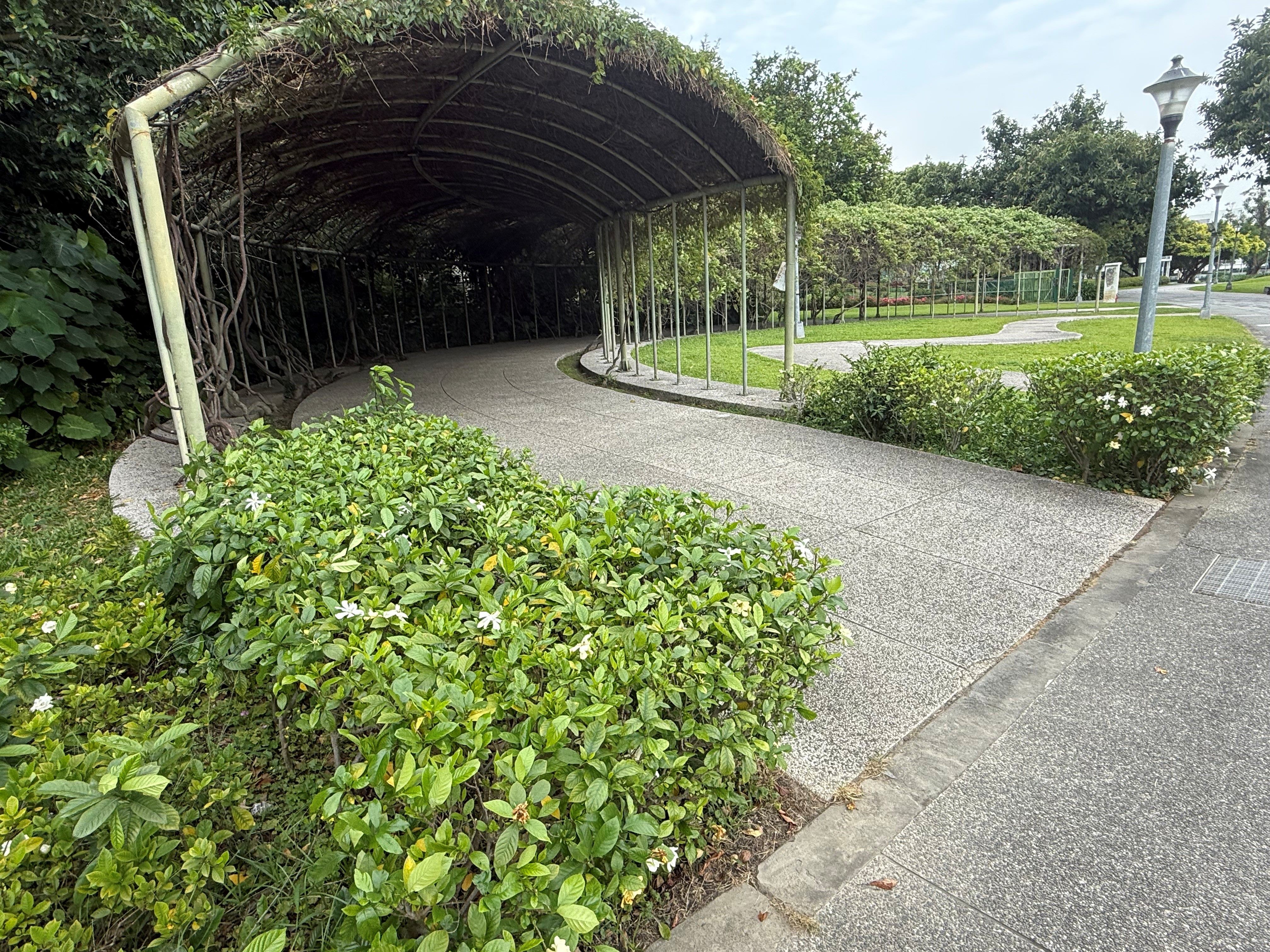 ​神清氣爽夏日香  圓山園區梔子花綻放無暇白...