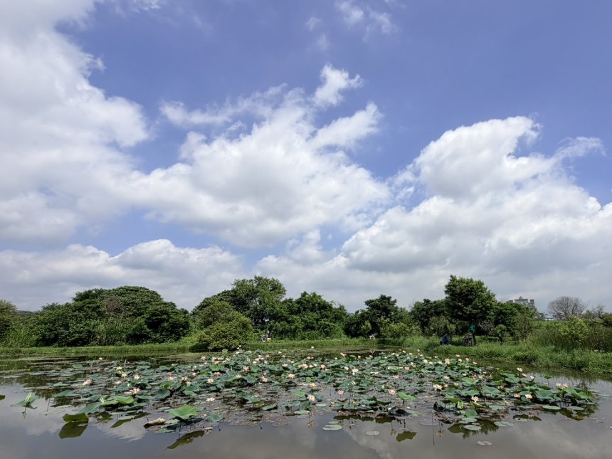 淨水與美景共舞  板橋新海荷花提早見客...