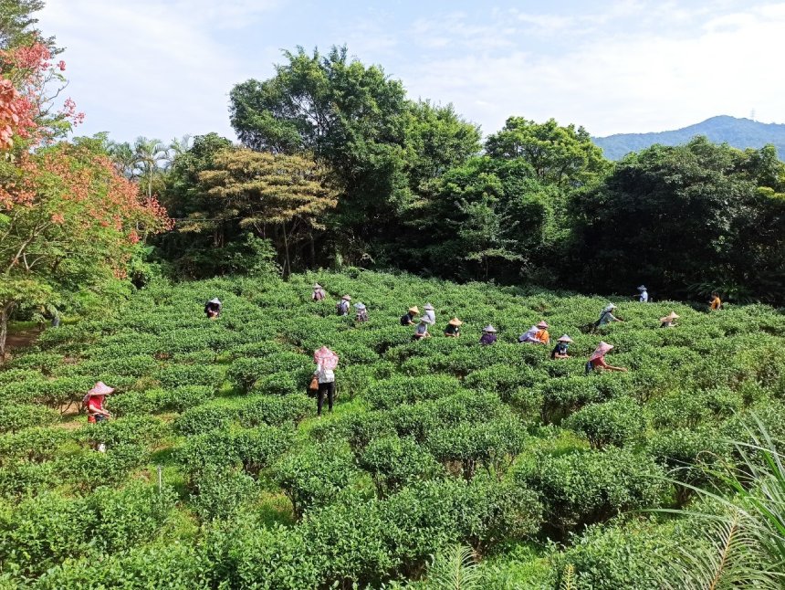 萬點螢光點茶鄉  新北文山農場螢火蟲季限時開跑...