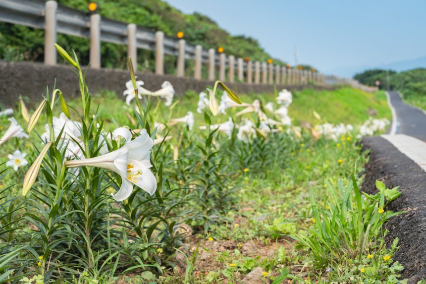 台灣百合綻放青春山海線  新北推百合復育重現純白花海...