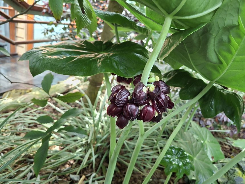 高海拔保育品種  八角蓮現身台北典藏植物園...