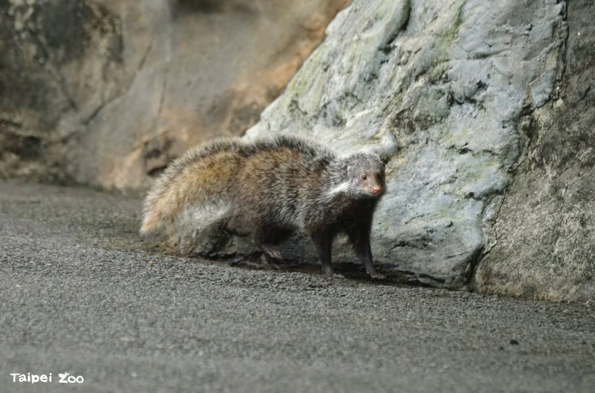 國際生物多樣性日  台北市野生動物現蹤...