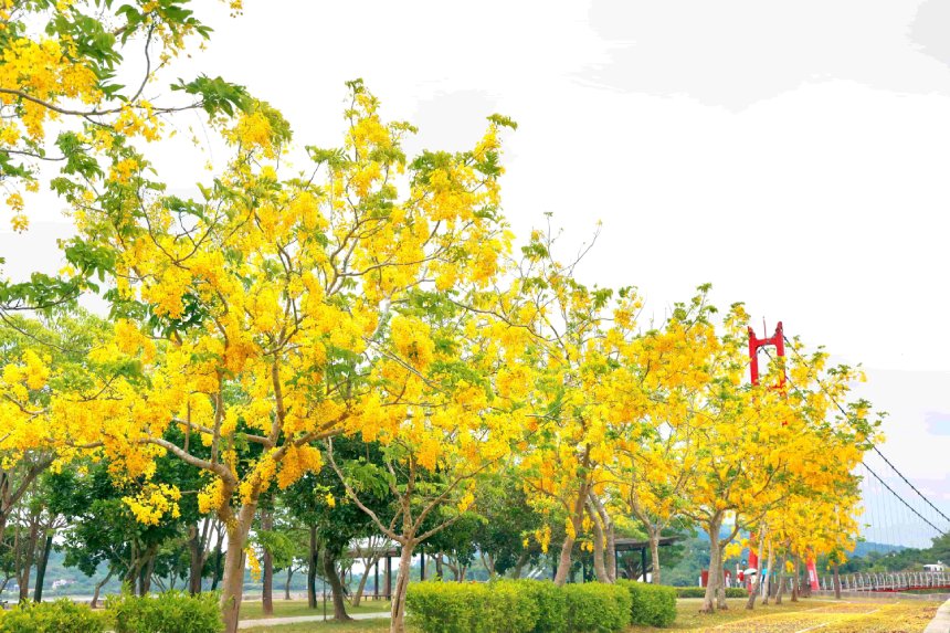 花開港都迎夏意  阿勃勒增添市容風華