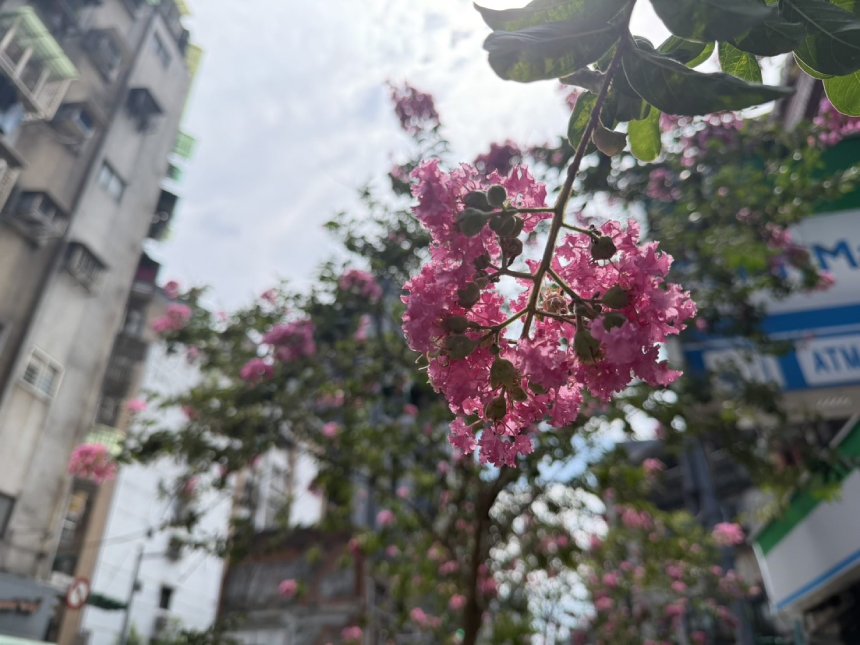 粉桃紫薇花現萬華街道  浪漫妝點浪漫ing...