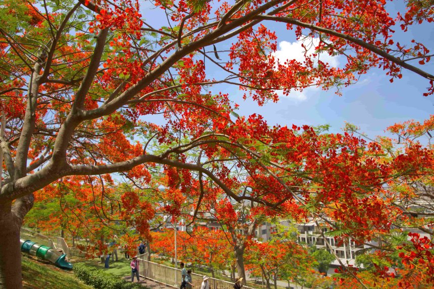 熱情「橘紅織錦」盛開  鳳凰木繪出城市天際線