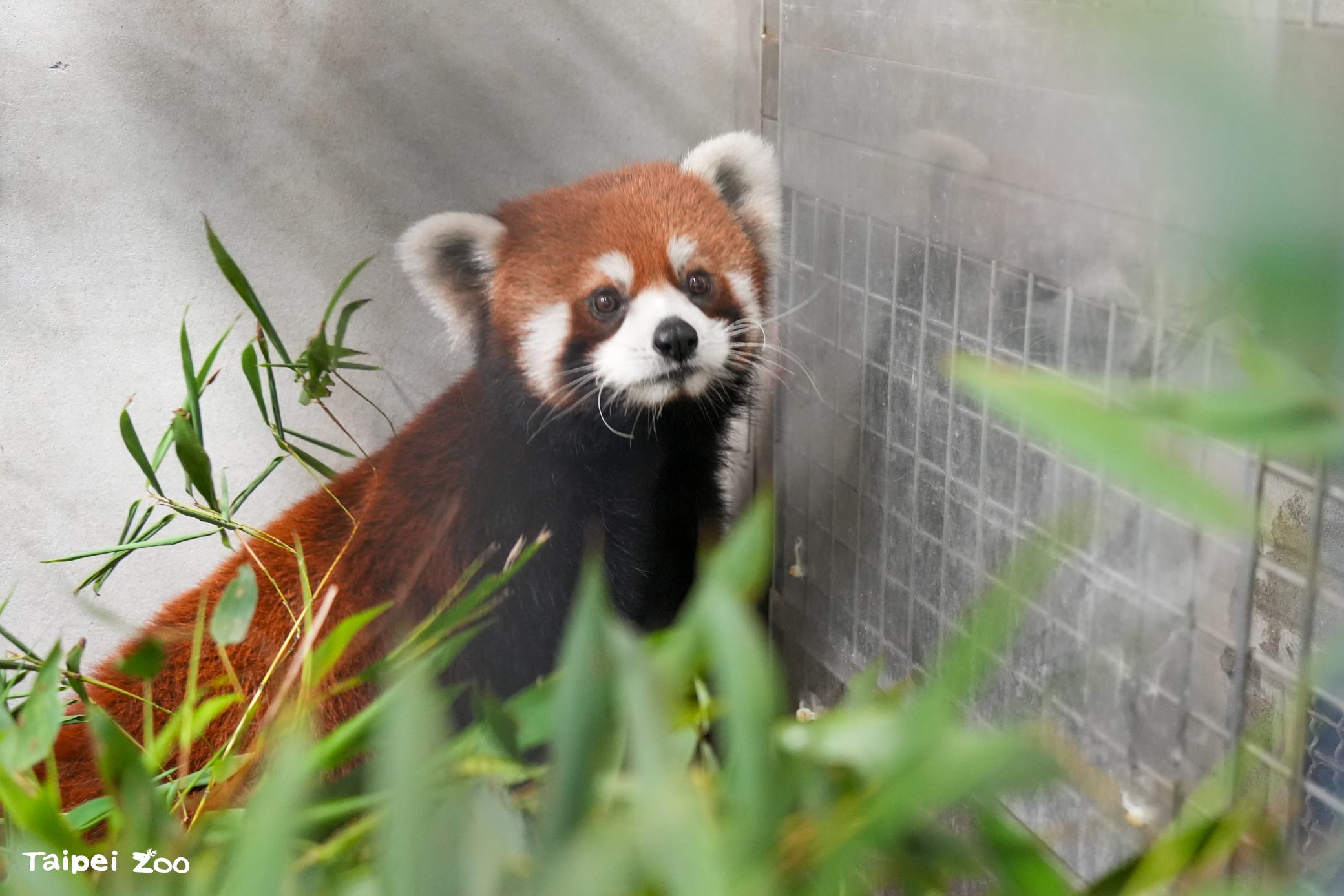 上海動物園小貓熊報到...