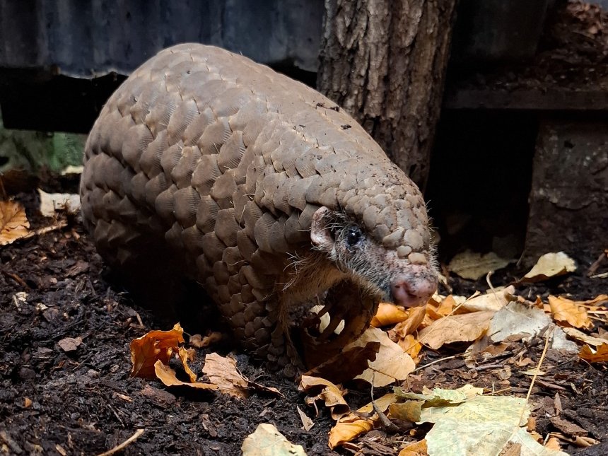 北市動物園穿山甲「果寶」  移居德國法蘭克福動物園
