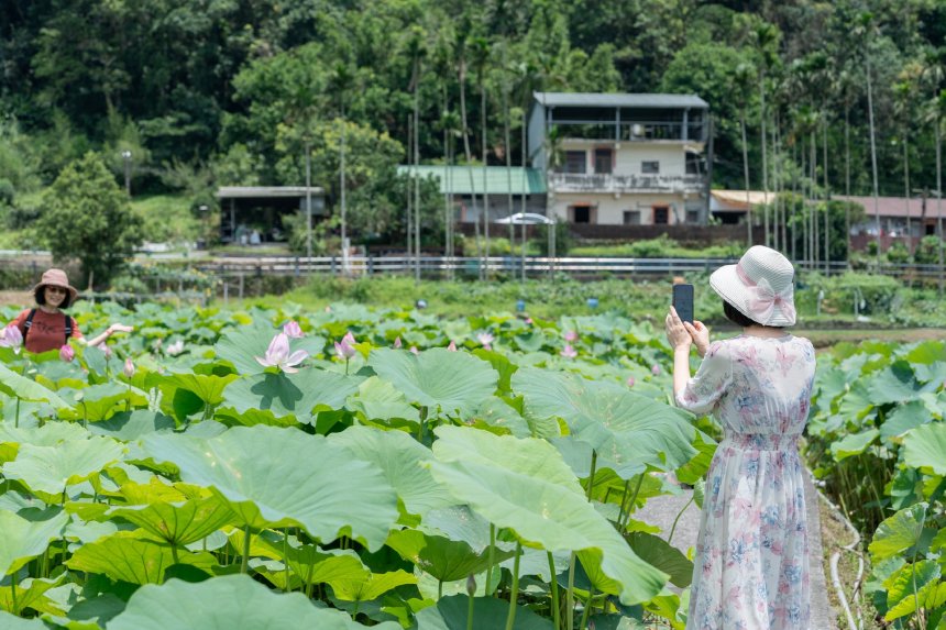 雙溪荷花季浪漫登場  7.5公頃荷田盛大迎賓...