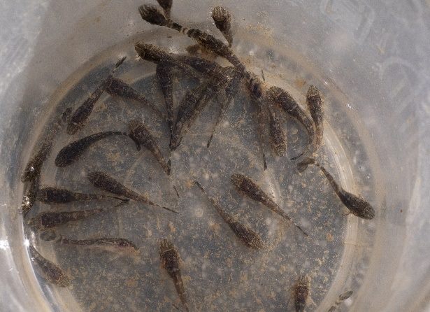 不當放生及餵食助長外來種魚類 公園處籲民眾守護雙湖...