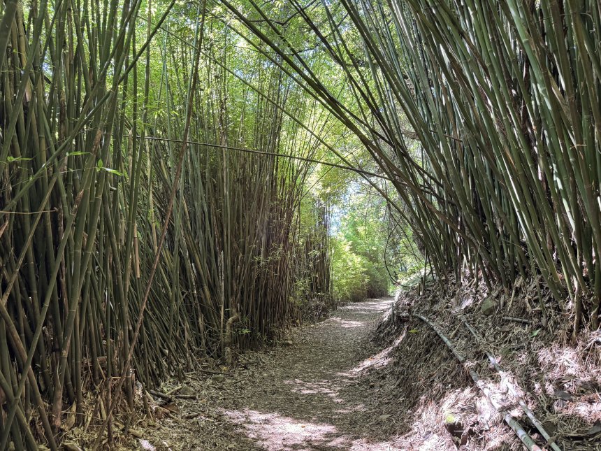 草山上的生態寶庫  探訪橫嶺古道之美...