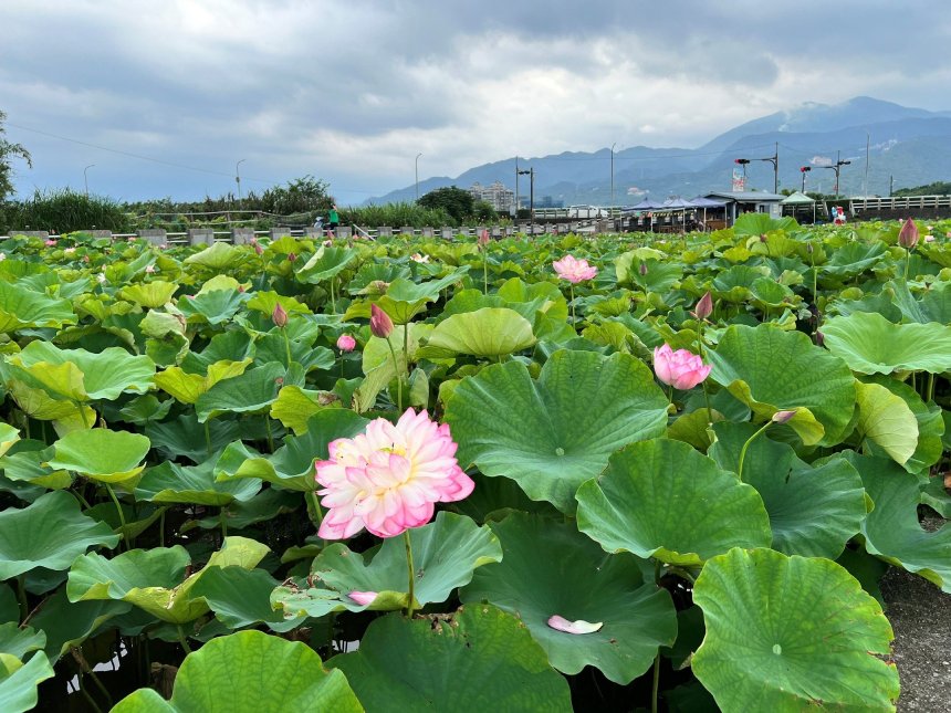 盛夏水水田莊蓮花開  金山六三社區賞花趣...
