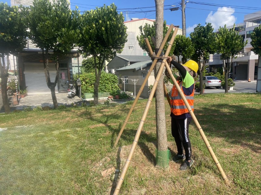 巴威颱風來勢洶洶  高市公園處強化護樹防颱準備