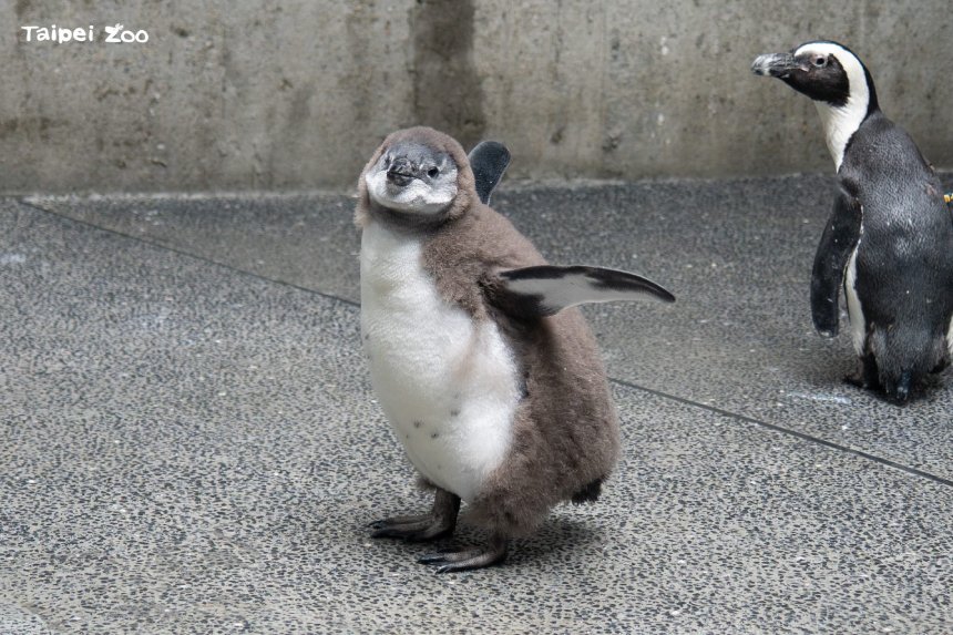 北市動物園黑腳企鵝寶寶潮  企鵝幼兒園開張...