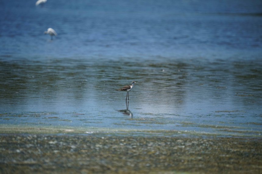 鳥界超模登場  永安濕地高蹺鴴育雛萌樣吸睛