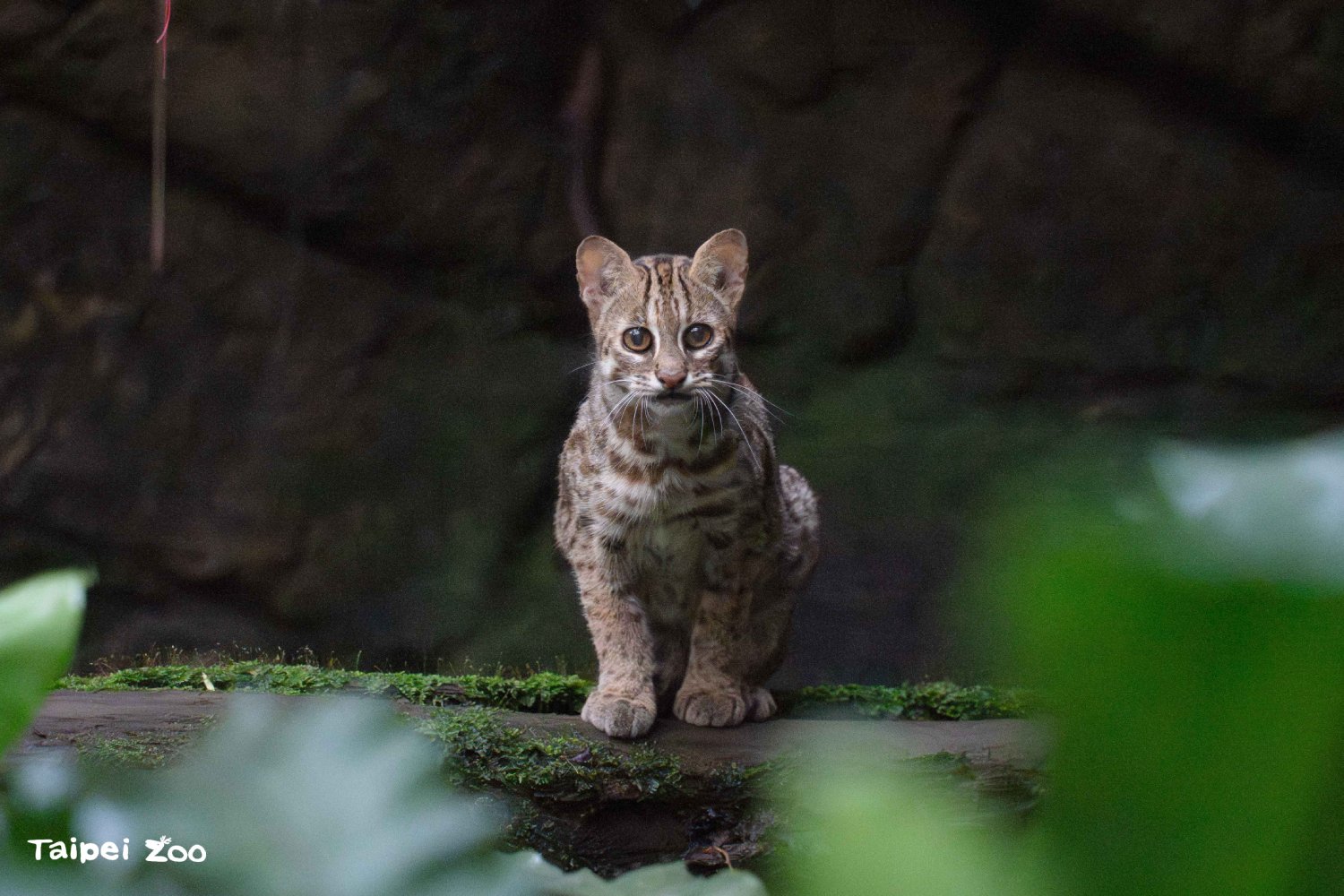 夜貓子集合  北市動物園石虎伴你享受夜幕...