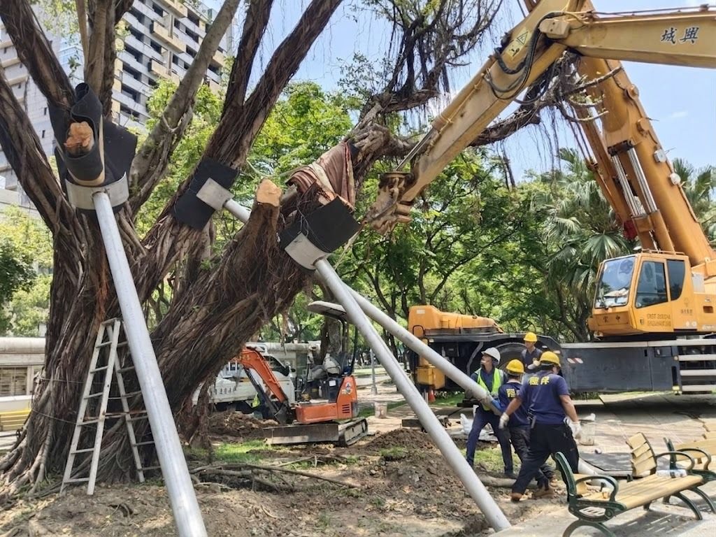 北市府搶救老樹 福林公園受保護樹木站起來...