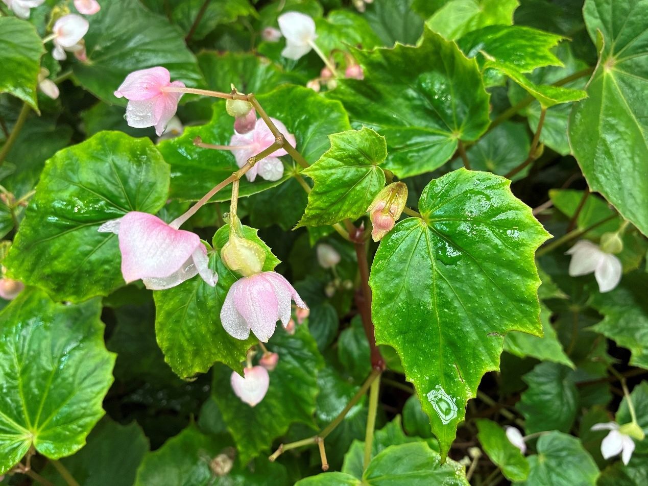 臺灣山林獨有水鴨腳、葉上珠 臺北典藏植物園充滿「原」氣...